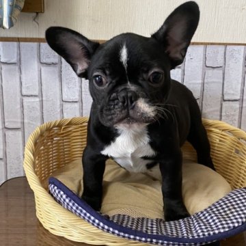 フレンチブルドッグ【岡山県・男の子・2023年7月18日・ブリンドル】の写真「わんぱくフレンチ」