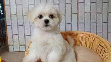 ミックス(マルチーズ×ペキニーズ)【岡山県・女の子・2021年6月6日・ホワイト系】の写真「小ぶりなわんぱく赤ちゃん」