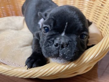 フレンチブルドッグ【岡山県・女の子・2021年10月30日・ブリンドル】の写真「かわいいわんぱく小僧♪」