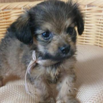 ミックス【ダックス×マルチーズ】【岡山県・女の子・2022年5月22日・ブラック系】の写真「【ダックス×マルチーズ】やさしい赤ちゃん！」