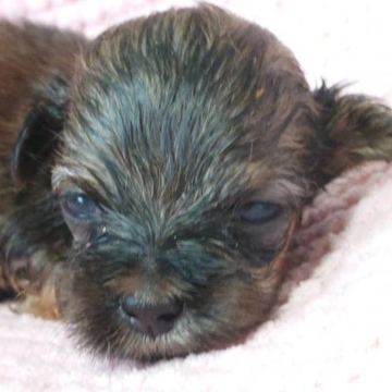 ミックス【ダックス×マルチーズ】【岡山県・男の子・2022年5月22日・ブラック系】の写真「【ダックス×マルチーズ】やさしい赤ちゃん！」