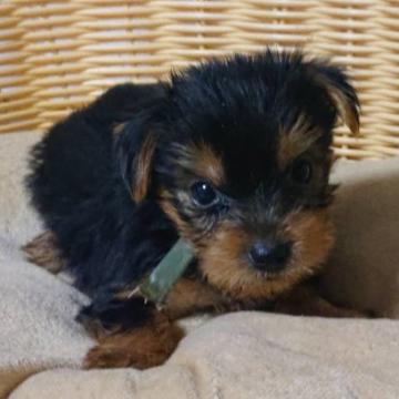 ヨークシャーテリア【岡山県・男の子・2022年7月31日・ダーク・スチールブルー&タン】の写真「小型の可愛い子犬です！」