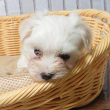 マルチーズ【岡山県・女の子・2022年8月1日・ホワイト】の写真「小型の可愛い子犬です！」