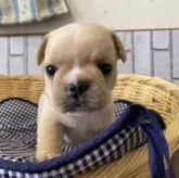 フレンチブルドッグ【岡山県・男の子・2023年3月17日・クリーム】の写真1