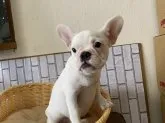 フレンチブルドッグ【岡山県・女の子・2023年4月5日・クリーム】の写真2