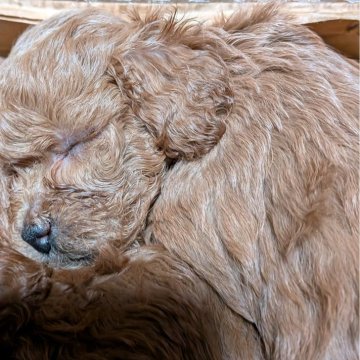 トイプードル(ティーカップ)【新潟県・女の子・2025年10月11日・アプリコット】の写真「末っ子娘ちゃんです✨」