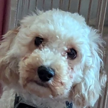 トイプードル(トイ)【新潟県・女の子・2025年2月23日・クリーム】の写真「甘えん坊でやんちゃ娘ちゃんでおっとり系」