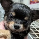 チワワ(ロング)