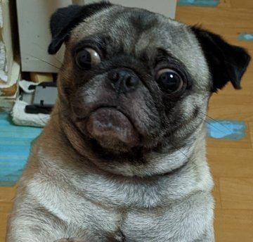 パグ【新潟県・女の子・2021年8月31日・フォーン】の写真「少し臆病な子ですが元気いっぱいの女の子です」