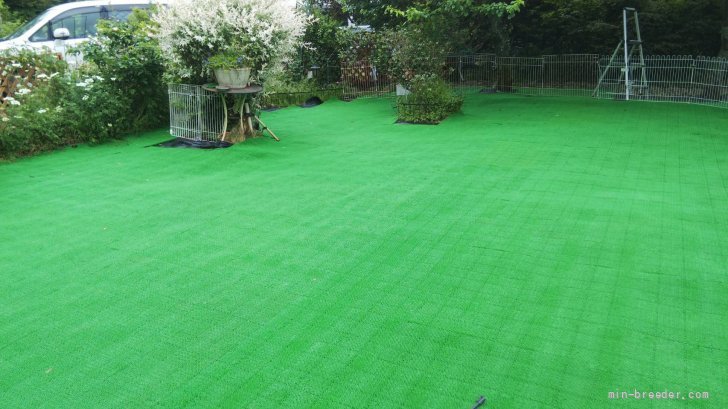 運動場｜土屋　恵美子(つちや　えみこ)ブリーダー(千葉県・シェットランドシープドッグ・JKC登録)の紹介写真3