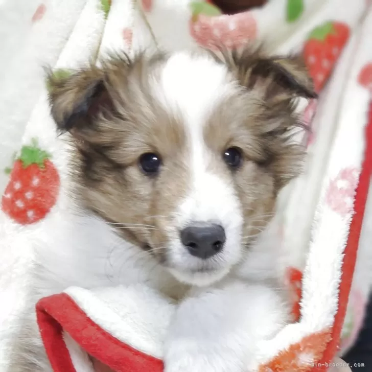 T 様のお迎えした子犬