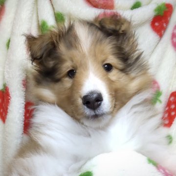 シェットランドシープドッグ【千葉県・男の子・2025年1月16日・セーブルアンドホワイト】の写真「元気いっぱい、ハンサムな男の子です」