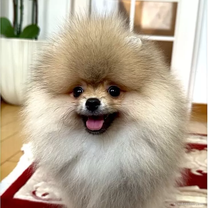 ID:2504-03987の子犬