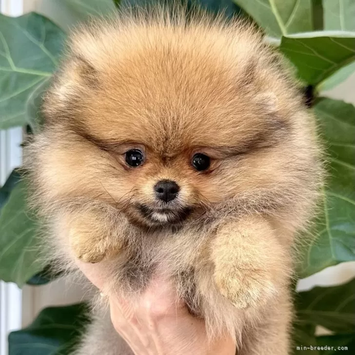 銀太君 様のお迎えした子犬
