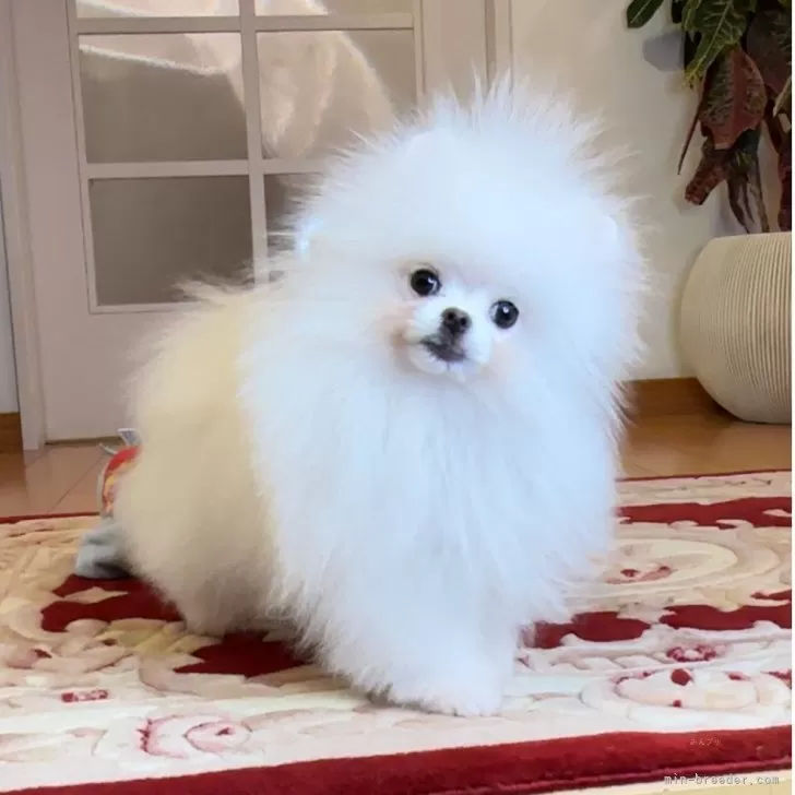 ID：2410-07333の子犬