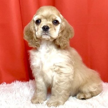 アメリカンコッカースパニエル【宮城県・男の子・2025年10月15日・バフ】の写真「アメリカンチャンピオンの息子🇺🇸」