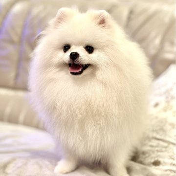 ポメラニアン【宮城県・男の子・2024年9月24日・クリーム】の写真「ハイクオリティ🏆」
