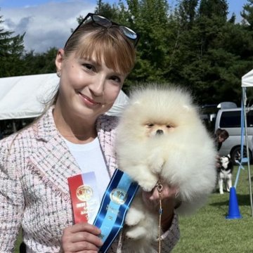 ポメラニアン【宮城県・女の子・2025年3月28日・クリーム】の写真「両親輸入犬。美しいポメラニアンの女の子。」