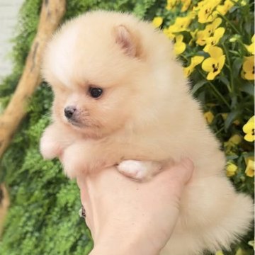 ポメラニアン【宮城県・男の子・2025年3月18日・クリーム】の写真「チャンピオン犬の息子❣️」