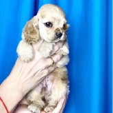 アメリカンコッカースパニエル