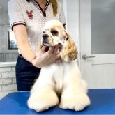 アメリカンコッカースパニエル