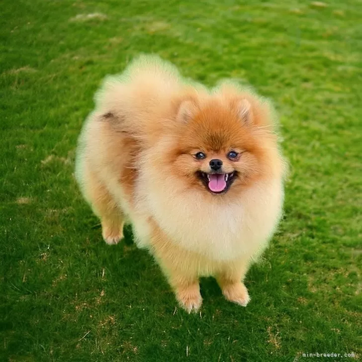 ID:2405-03777の子犬