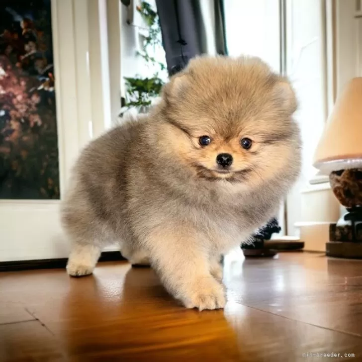 ID：2312-01925の子犬