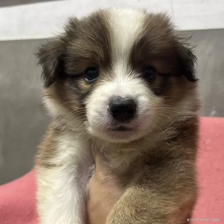 ID：2507-01091の子犬