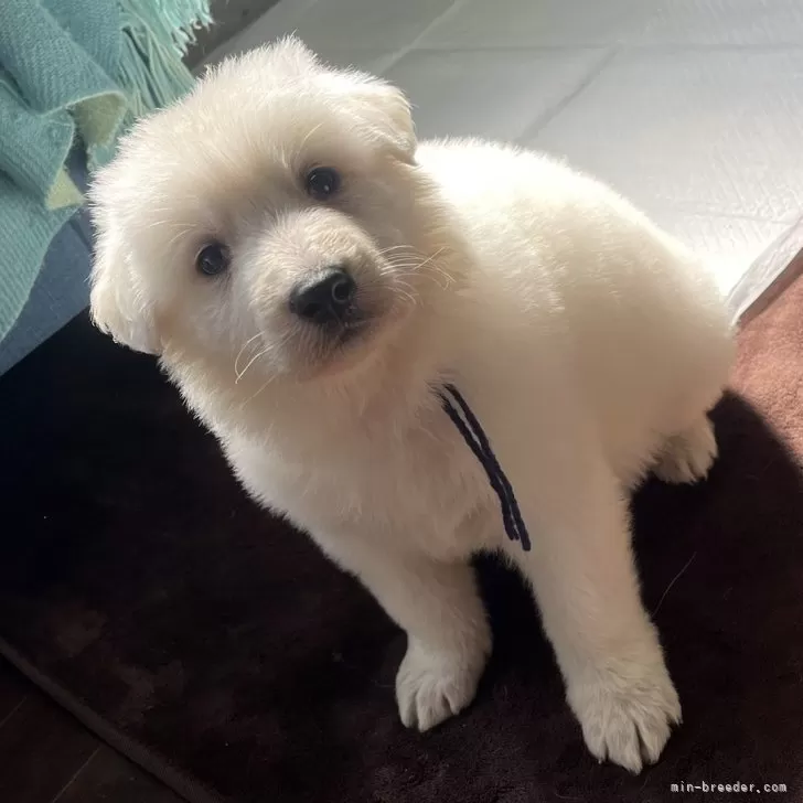 ID:2502-02853の子犬