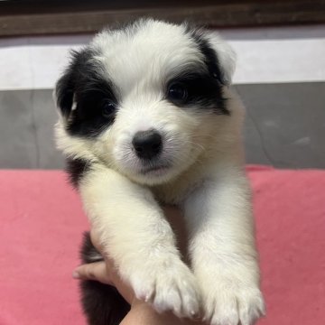 ボーダーコリー【福岡県・女の子・2025年6月10日・ブラック&ホワイト】の写真「個性的な柄の女の子」