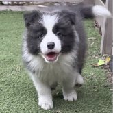 ボーダーコリー