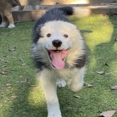 ボーダーコリー