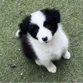 ボーダーコリー