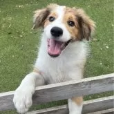 ボーダーコリー