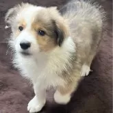 ボーダーコリー