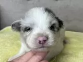 ボーダーコリー