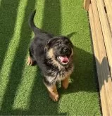 ジャーマン・シェパード・ドッグ【福岡県・男の子・2024年11月30日・ブラックタン】の写真3