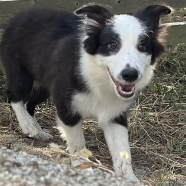 ID：2308-00537の子犬