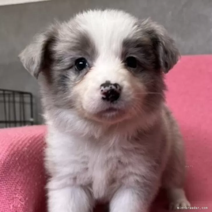 ID:2402-00872の子犬