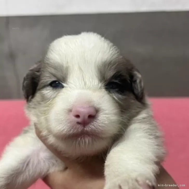 ID：2408-07800の子犬