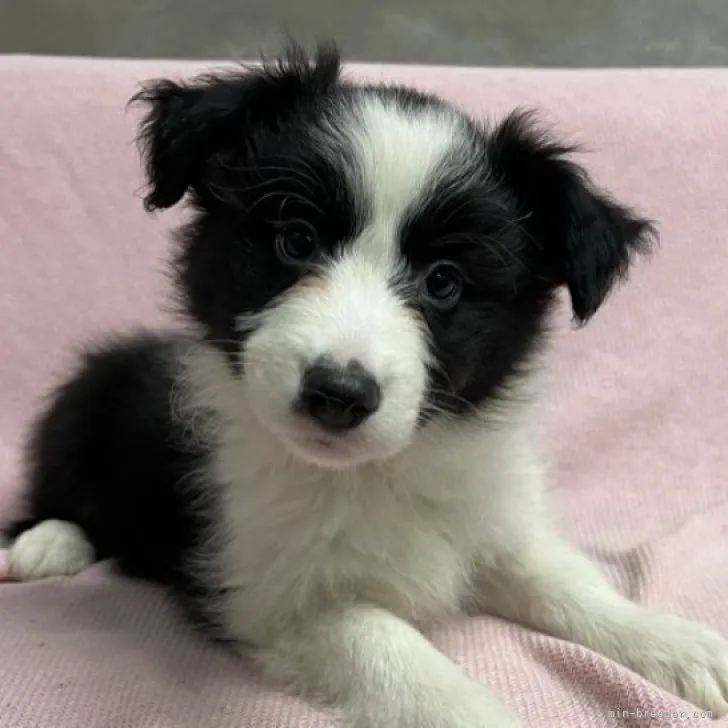 ID：2212-04763の子犬