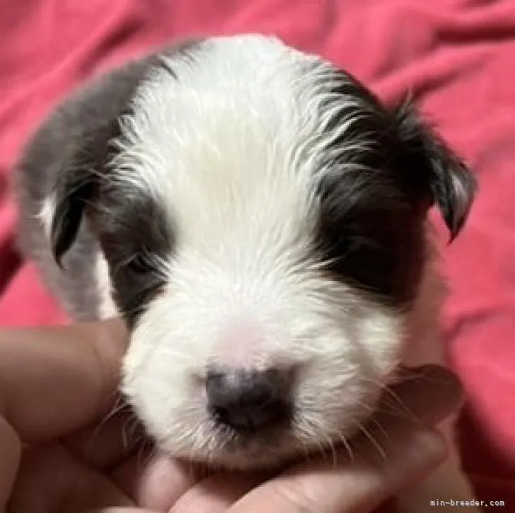 ID：2210-04101の子犬