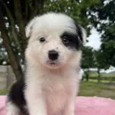 ボーダーコリー【福岡県・女の子・2023年4月24日・ブラック&ホワイト】の写真1