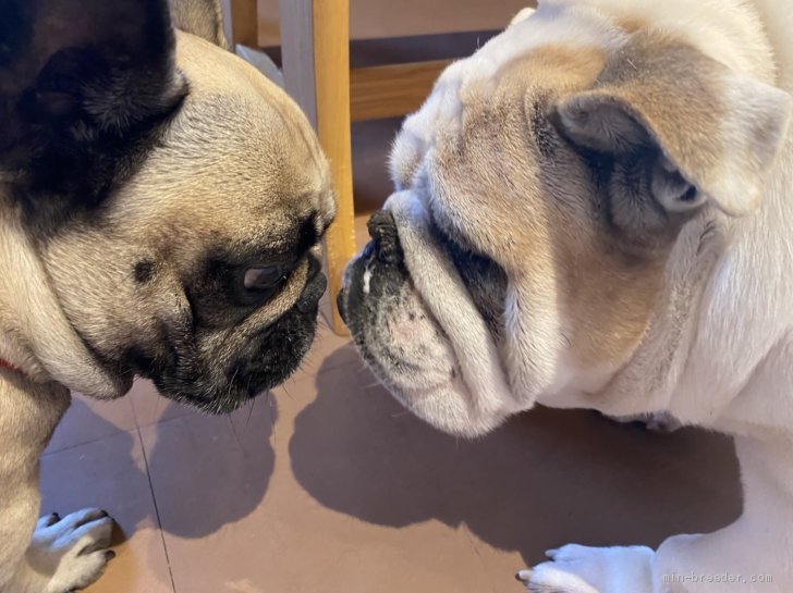 座喜味あさみブリーダー