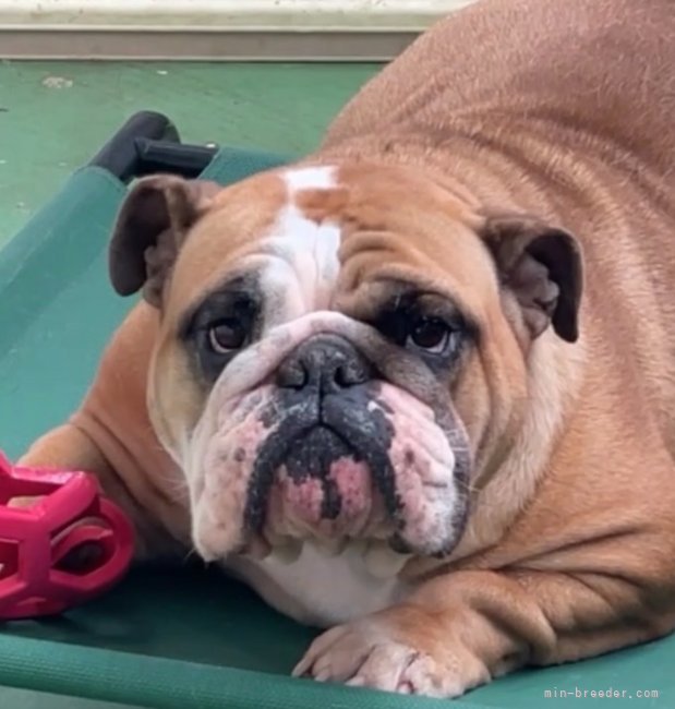 座喜味　あさみ(ざきみ　あさみ)ブリーダー(沖縄県・フレンチブルドッグなど・JKC登録)の紹介写真9