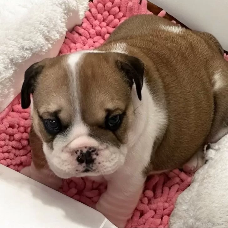 ID：2411-07930の子犬