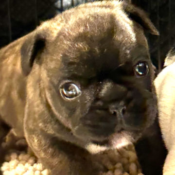 フレンチブルドッグ【沖縄県・男の子・2025年3月23日・ブリンドル】の写真「頭も大きくバランス良く可愛い子です♪」