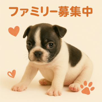 フレンチブルドッグ【沖縄県・女の子・2025年3月23日・パイド】の写真「ゴールデンウィーク価格に調整しています♡」