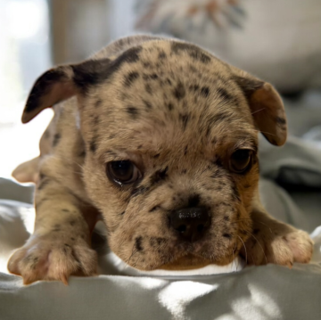 フレンチブルドッグ【沖縄県・女の子・2025年10月14日・ブルーマール】の写真「素敵な家族が早く見つかりますよう値段調整しています」
