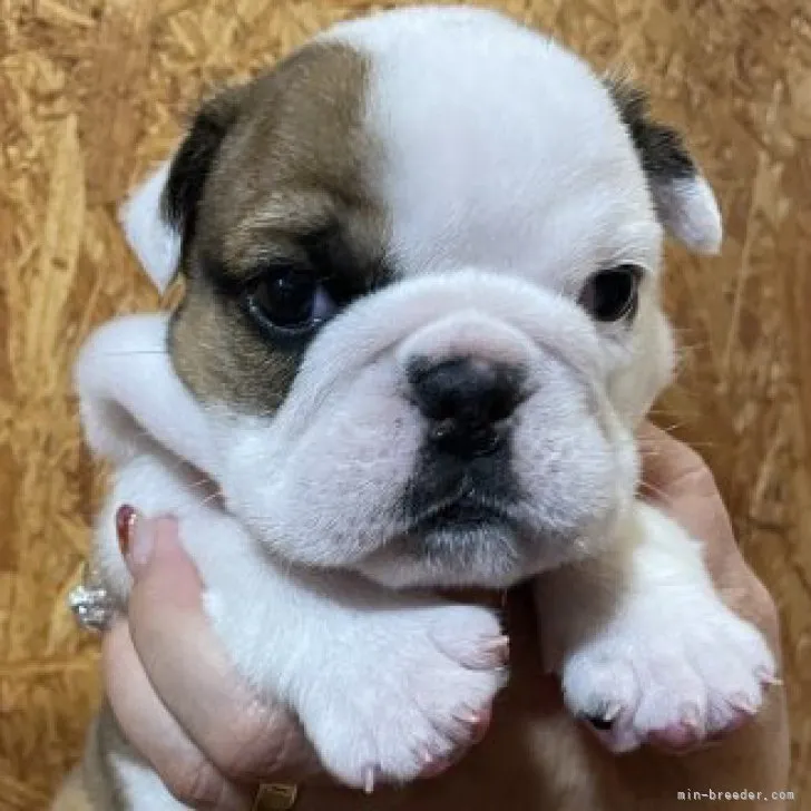 ID：2304-03383の子犬